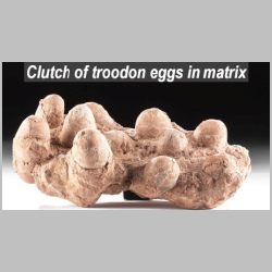 Troodon nest.jpg